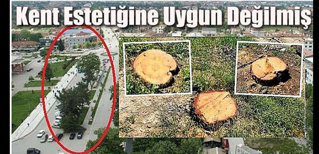 Düzce Belediyesi Ağaç Katliamına Gerekçe Üretti
