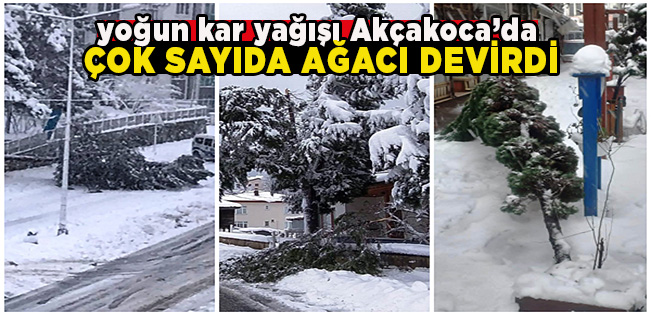 KARIN AĞIRLIĞINA DAYANAMAYAN ÇOK SAYIDA AĞAÇ DEVRİLDİ