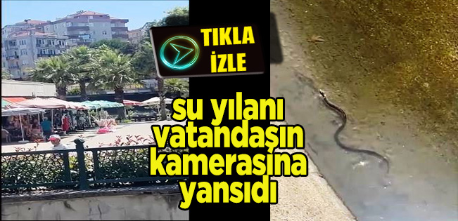 Akçakoca’da su yılanı vatandaşın kamerasına yansıdı