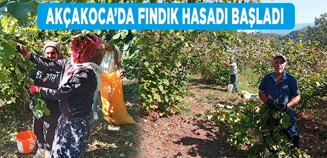 AKÇAKOCA’DA FINDIK HASADI BAŞLADI