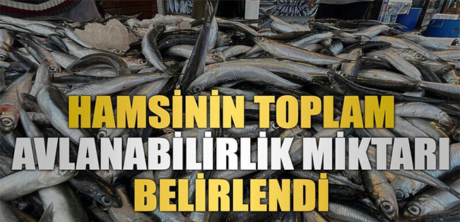 HAMSİ DE AVLANMA MİKTARI BELİRLENDİ