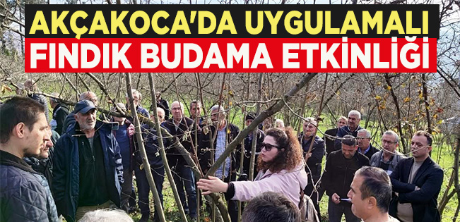 AKÇAKOCA’DA UYGULAMA FINDIK BUDAMA ETKİNLİĞİ