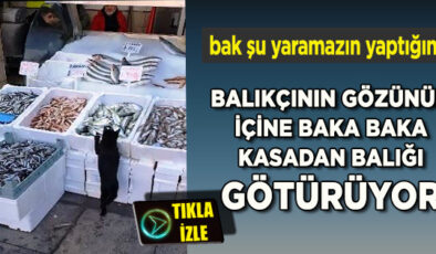 BALIKÇININ VERDİĞİ BALIĞI YEMEYEN KEDİ KASADAN DİLEDİĞİNİ ÇALIYOR