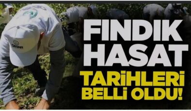 AKÇAKOCA’DA FINDIK HASAT TARİHLERİ BELLİ OLDU