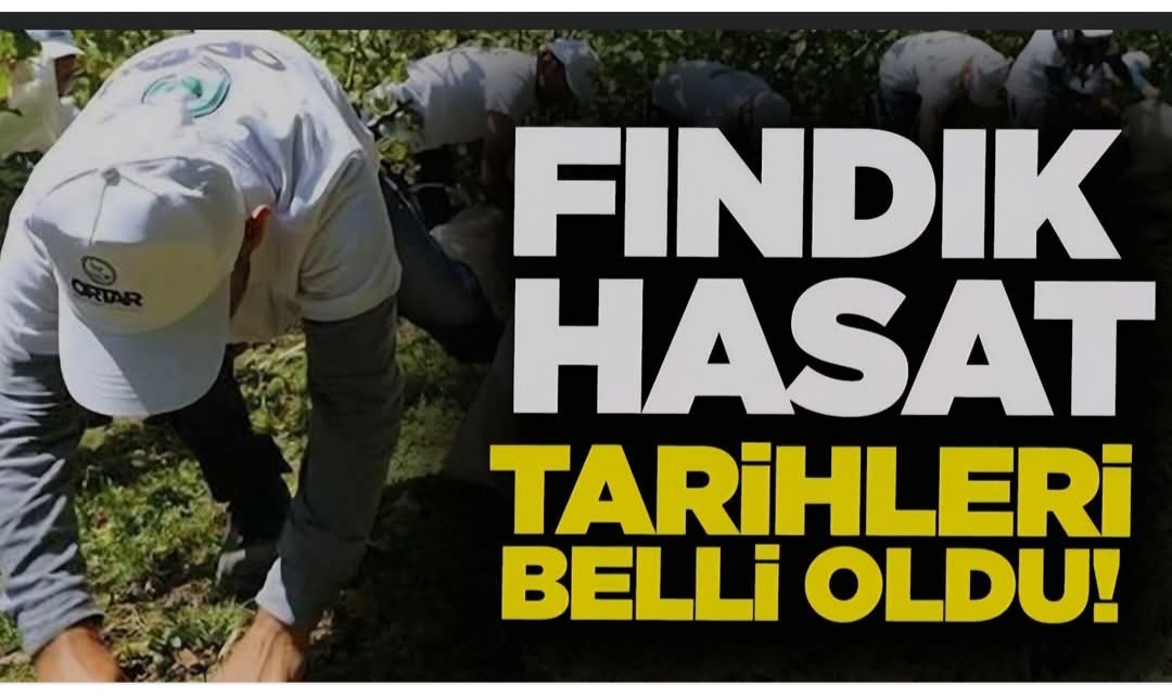 AKÇAKOCA’DA FINDIK HASAT TARİHLERİ BELLİ OLDU