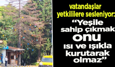 AKÇAKOCA’DA SİNSİ TEHLİKE: AĞAÇLAR LAMBALARDAN KURUYOR!