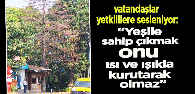 AKÇAKOCA’DA SİNSİ TEHLİKE: AĞAÇLAR LAMBALARDAN KURUYOR!