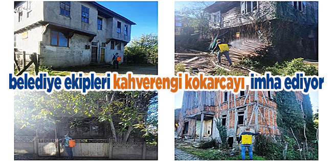 AKÇAKOCA BELEDİYESİNDEN KAHVERENGİ KOKARCAYA KARŞI MÜCADELE