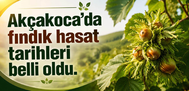 AKÇAKOCA’DA FINDIK HASAT TARİHLERİ BELLİ OLDU